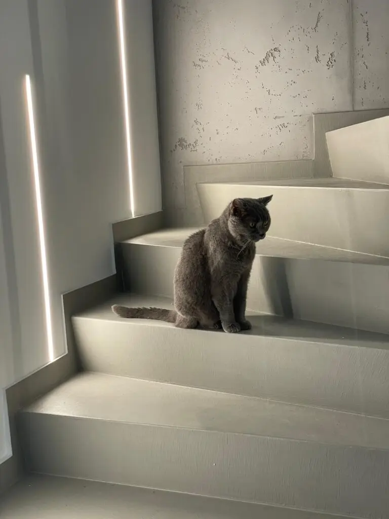 Eine graue Katze sitzt auf einer fugenlos gespachtelten Treppe in Betonoptik, die durch stilvolle Wandgestaltung hervorsticht.