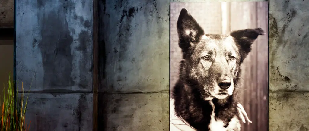 Eine moderne Betonoptik-Wand im Wohnzimmer zeigt ein beeindruckendes Bild von einem Hund als kreative Wandgestaltung.