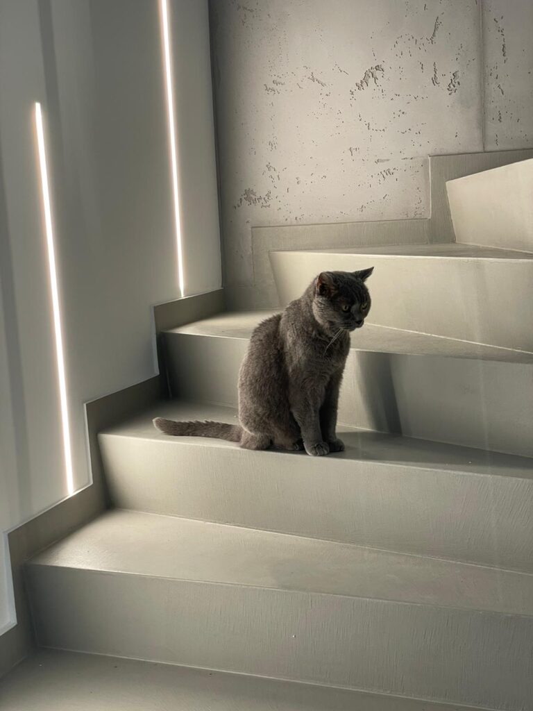 Eine graue Katze sitzt auf einer fugenlos gespachtelten Treppe in Betonoptik, die durch stilvolle Wandgestaltung hervorsticht.