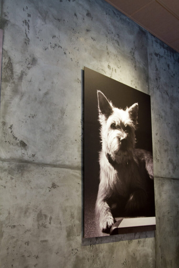 Eine moderne Tierarztpraxis zeigt eine Wand mit Betonimitation und ein stilvolles Hunde-Porträt als Wandgestaltung.