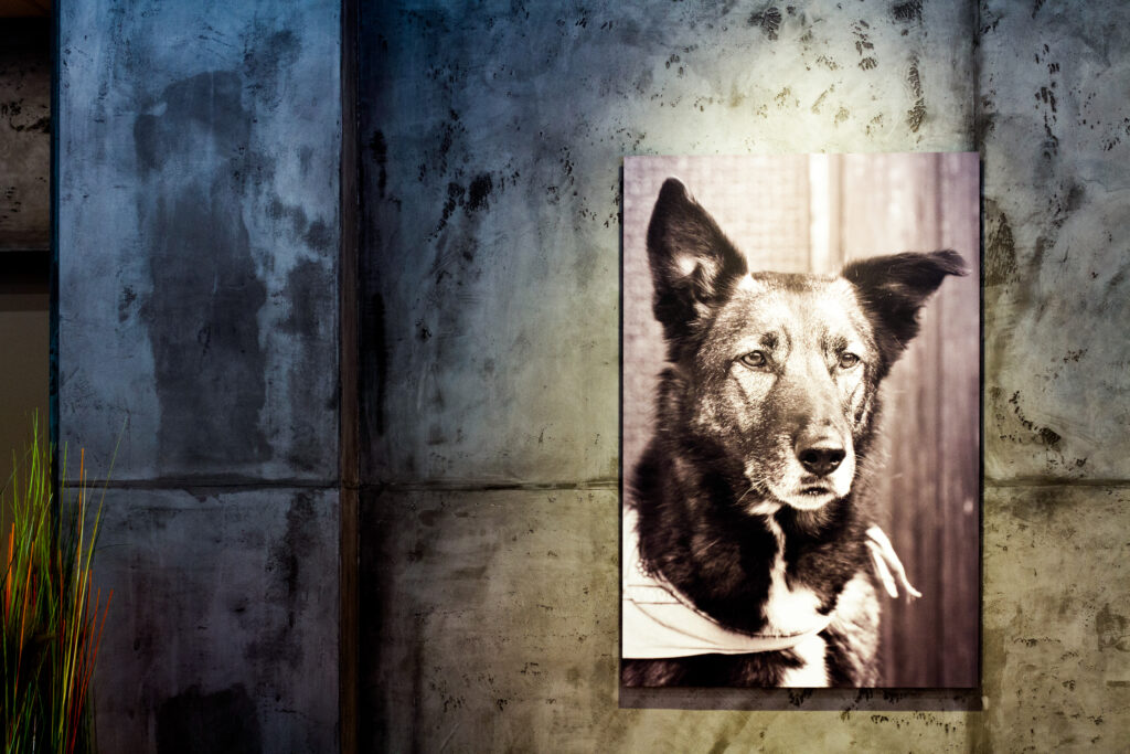Ein Wohnzimmer zeigt eine kreative Wandgestaltung mit STUCCORINO Betonoptik und einem stilvollen Hunde-Porträt.