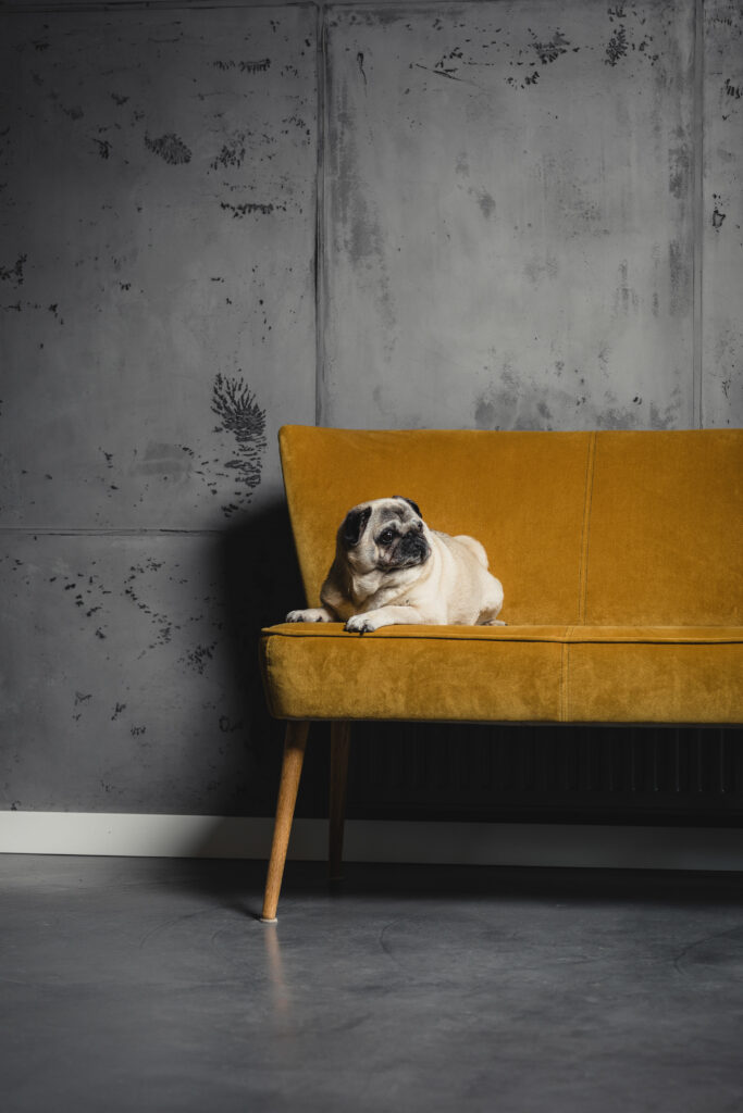 Ein Mops liegt auf einem senfgelben Sofa vor einer stilvoll mit Betonoptikspachtel gestalteten Wand im Wohnzimmer.